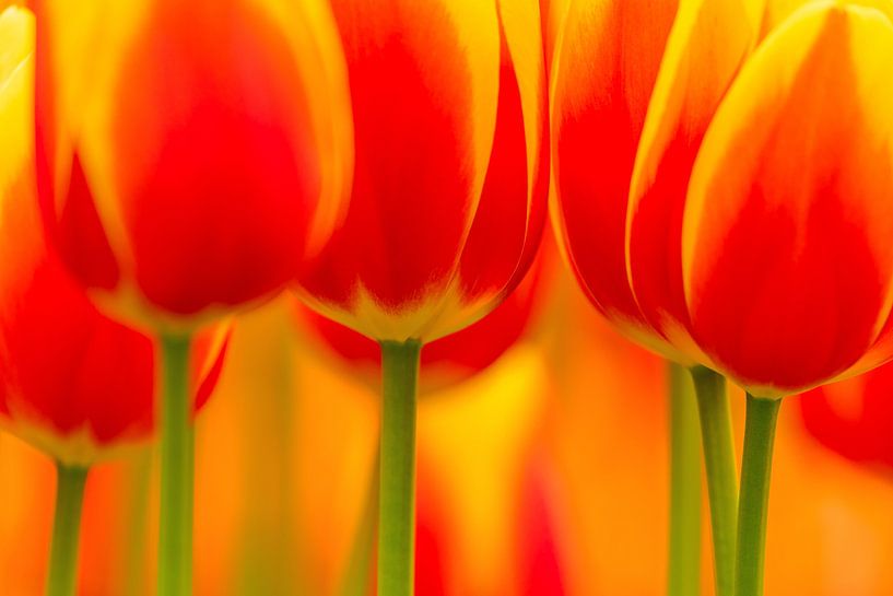 Tulips by Andy Luberti
