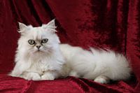 Cat Persian Silver Shaded