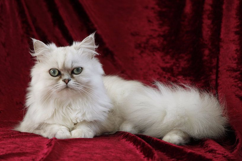 Cat Persian Silver Shaded by Berlinda Kers