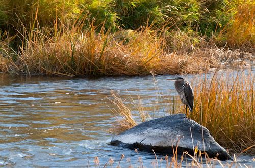 Héron sur la rivière Crooked