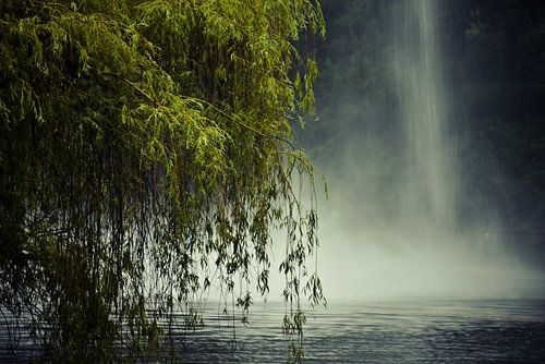 De treurwilg en de fontein