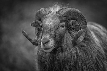 Des moutons aux cornes frisées en noir et blanc sur ingrid schot