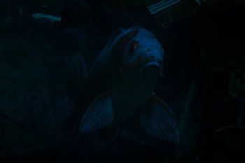 Environmental pollution in the ocean