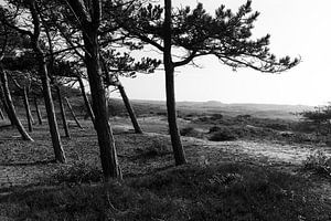 Kijken naar de duinen van Rob Donders Beeldende kunst