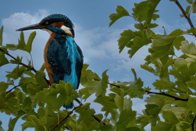 Kingfisher high in tree in nature by Elbertsen Fotografie