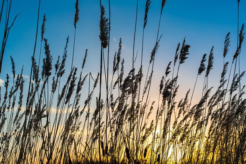 Zonsondergang met rietpalmen. van Hennnie Keeris