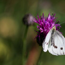 Gros plan d'un papillon (papillon blanc du chou) sur Reiner Conrad