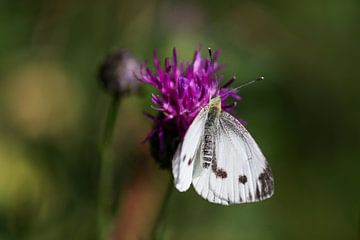 Close-up van een vlinder (koolwitje vlinder) van Reiner Conrad