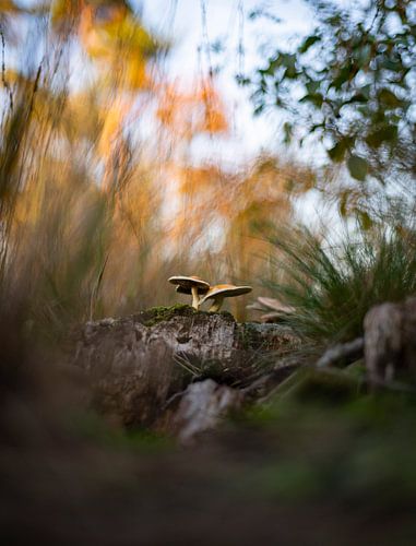 Pilze, die auf einem Baumstamm wachsen von Frame the Ordinairy