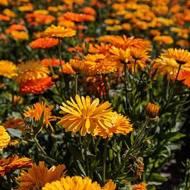 Goudsbloemen op een akker van Percy's fotografie