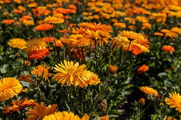 Goudsbloemen op een akker