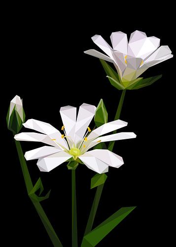 Fleur Stellaire Blanche Abstrait Lowpoly