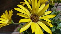 geel margrietje  by Mr.Passionflower thumbnail
