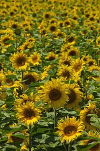 Champ de tournesols