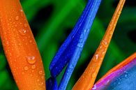 Orange and Blue 1 van Colors of the Jungle by Simon Kuyvenhoven thumbnail