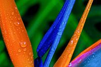 Orange und Blau 1