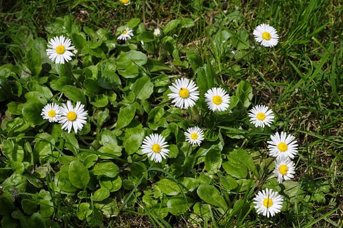 madeliefjes in het gras