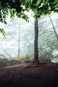 Im verwunschenen Wald