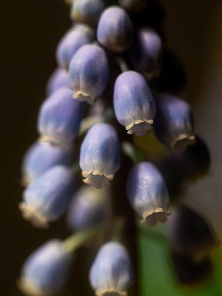 Common grape by Mr White Takes Pictures