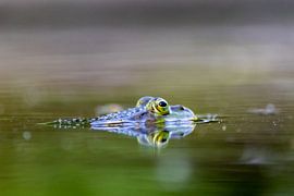Four-eyed frog on the water surface by Your Happy Life