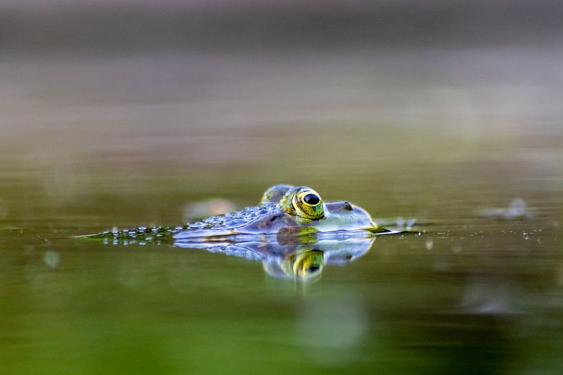 Four-eyed frog on the water surface by Your Happy Life