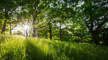 Morning Forest II by Thomas Froemmel