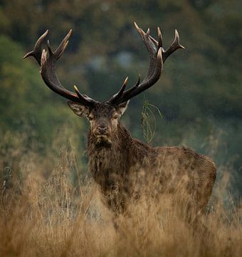 Bront Red deer by Gerrit van de Velde