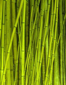 Veel bamboe stengels van Achim Prill