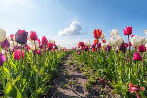 tulpen en de wolk