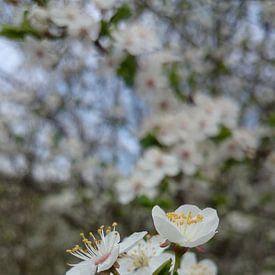 Blossom of the Appletree von Fleur Ruygh