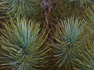 Gros plan sur les pousses fraîches d'un pin des Canaries, Grande Canarie sur Timon Schneider
