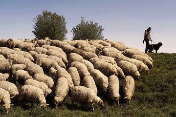 Sheep herd by Mario de Lijser