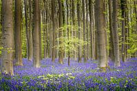 Morgenstille im Haller Wald