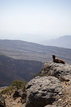 Eine Ziege genießt die Aussicht im Hadjar-Gebirge von Lisette van Leeuwen