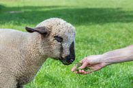 Arm mit Gras Fütterung von junge Schafe oder Lamm in einer grünen Wiese Landschaft von Ben Schonewille Miniaturansicht