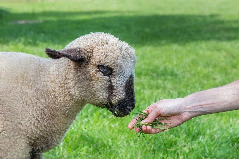 Arm mit Gras Fütterung von junge Schafe oder Lamm in einer grünen Wiese Landschaft von Ben Schonewille