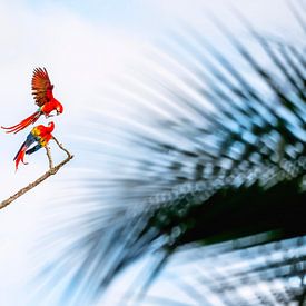 Splendeur flamboyante - Aras au Costa Rica sur Femke Ketelaar