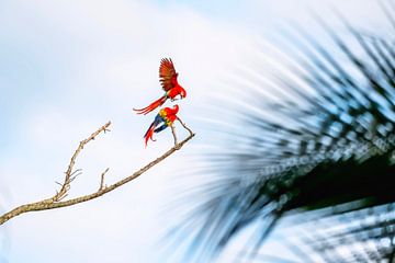 Splendeur flamboyante - Aras au Costa Rica sur Femke Ketelaar