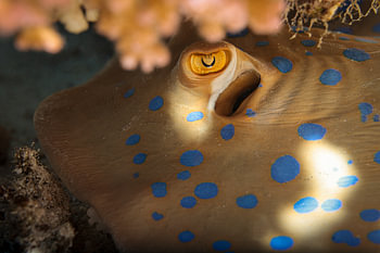 Der blaugepunktete Stechrochen, Roten Meeres, Ägyptens