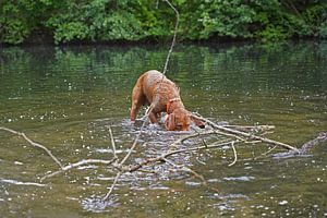 Wasserspiele am See mit einem braunen Magyar Vizsla Drahthaar.