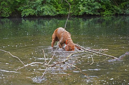 Waterspelletjes aan het meer met een bruine Magyar Vizsla draadhaar.