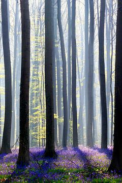 magic in the forest... morninglight by Els Fonteine