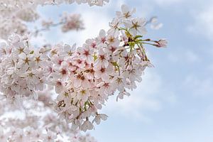 Blüte im Frühling