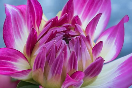 Dahlia rose et blanc, l'amour vu de près