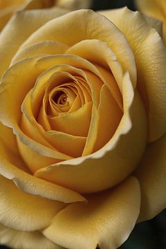 Gros plan sur une rose jaune avec des gouttes de rosée sur De Muurdecoratie