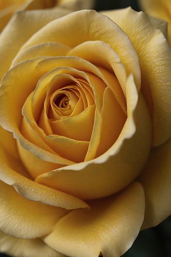 Close-up Yellow Rose with Dewdrops