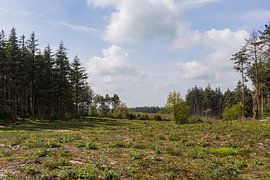 Der Blick auf den Lemelerberg mit seinen vielen Bäumen von Deborah de Meijer