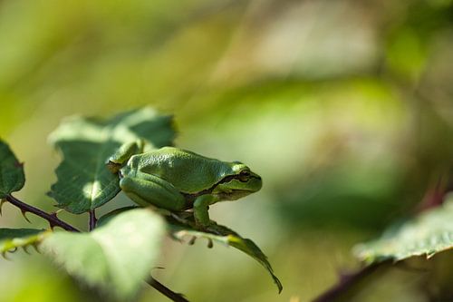 Tree frog in North Brabant