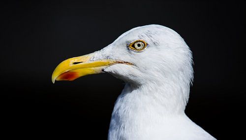 Mouette