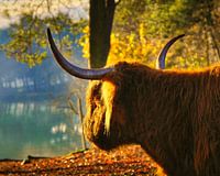 Highlander écossais profitant du soleil du matin.